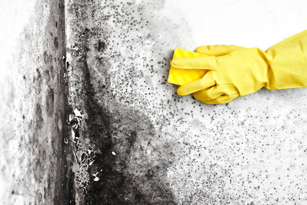 Best Mold Prevention Services  in Lake Linden, MI